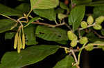 Hazel alder <BR>Tag alder